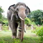 La historia de Chhouk, un elefante herido por cazadores que pudo caminar de nuevo gracias a una prótesis