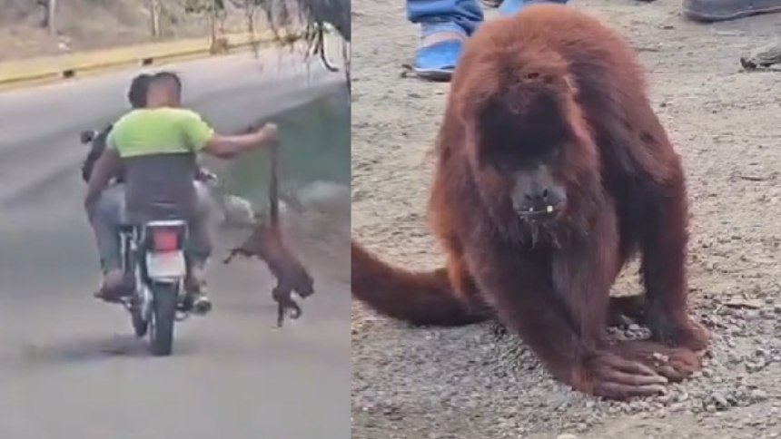 VIDEO: Mono araguato fue rescatado por unos motorizados tras ser atropellado y su traslado se hizo viral