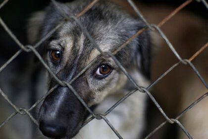 Gran consternación se vive en el estado Lara por el asesinato de 17 perros y 10 gatos. Según versiones, consumieron comida envenenada.  