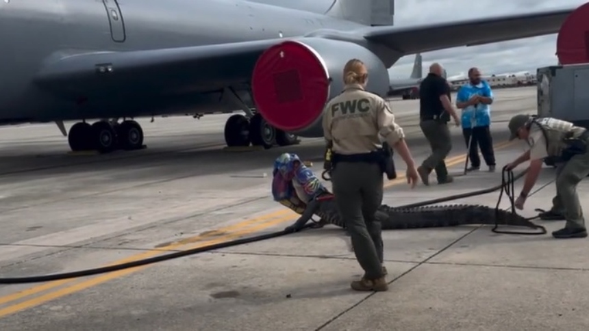 Las autoridades encontraron un caimán entre las ruedas de un avión en base militar de Florida (EEUU). El curioso hecho