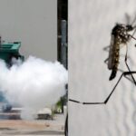 Florida lidera los casos de dengue registrados en Estados Unidos en lo que va de 2024. Esto, según los datos suministrados