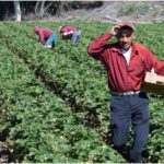 Un juez federal bloqueó una ley, la cual penaliza el transporte de migrantes indocumentados en Florida (EEUU).