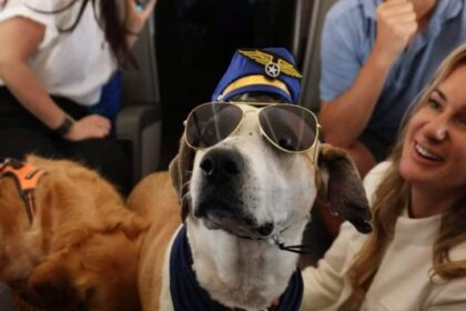 Aerolínea diseñada para perros operará en Chicago, en una experiencia que ya se vive en otras ciudades de EEUU.